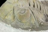 Detailed Hollardops Trilobite - Multi-Toned Shell #126284-2